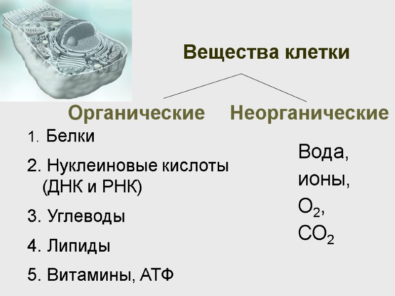 Вещества клетки Органические Неорганические  Белки  Нуклеиновые кислоты   (ДНК и РНК)